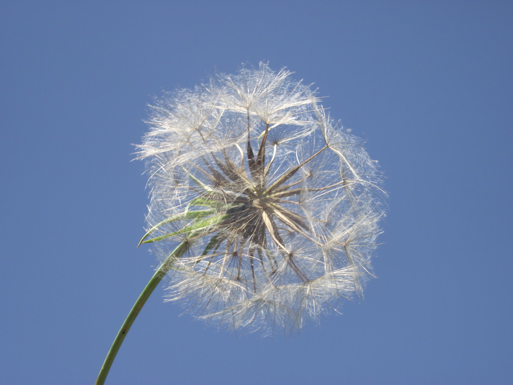 blue sky