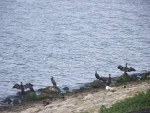 aalscholvers aan zee