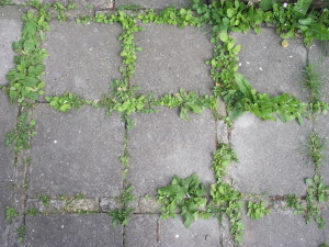 groeiende kaders