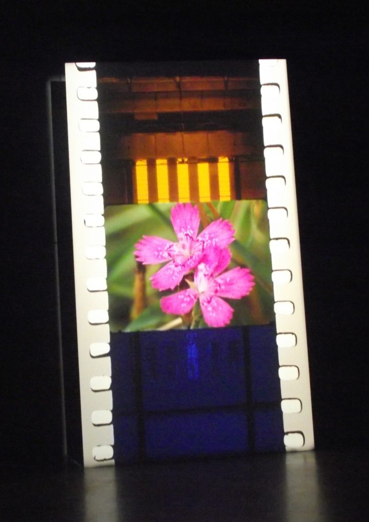 tacita-dean-film-bloem