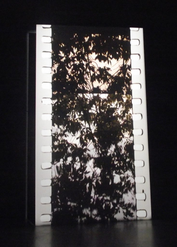 tacita-dean-film-schaduw-bladeren